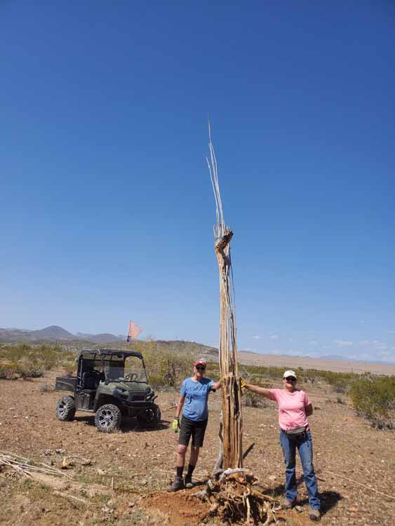 saguaro search